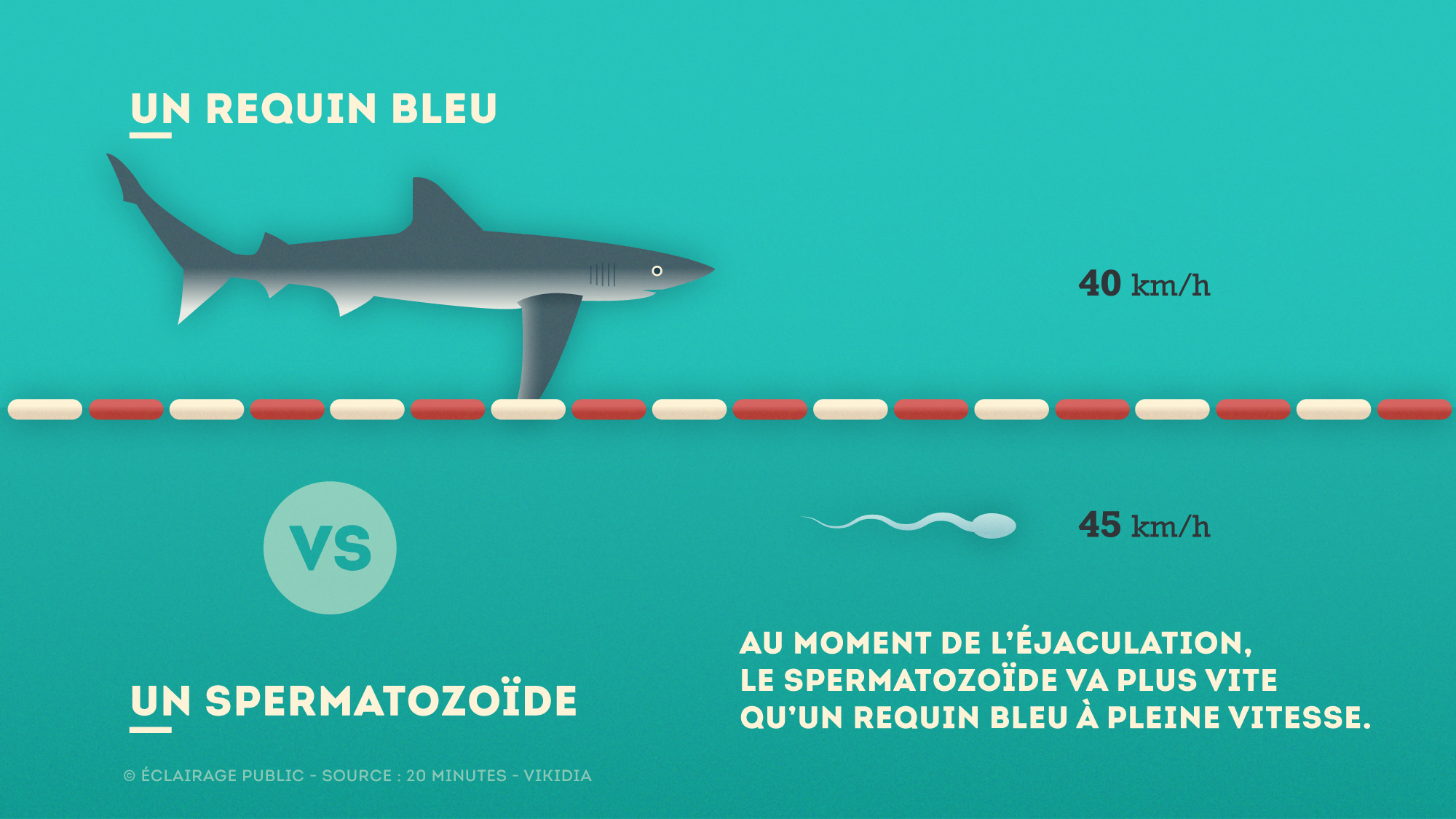 Requin-Bleu-VS-Spermatozoide-Vitesse-Infographie-ECLAIRAGE-PUBLIC-2000